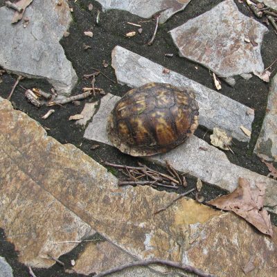 Turtle on Stone