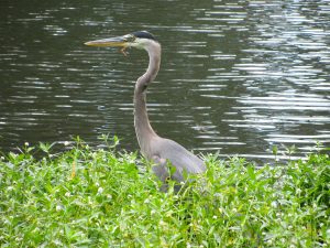 Great Blue Heron