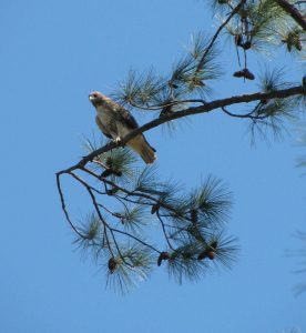 Hawk in Tree