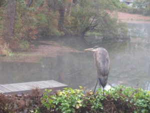 Heron on Fence