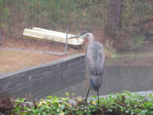 Heron on Fence