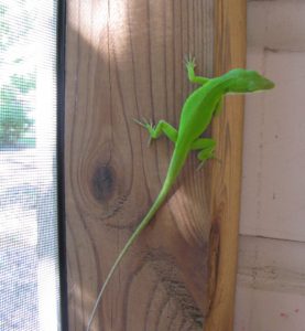 Lizard on Wall