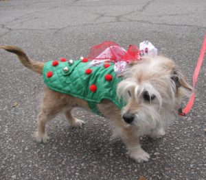Dog in a Christmas Sweater