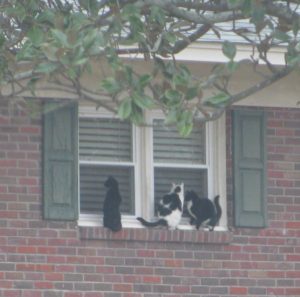 Cats on Window Ledge