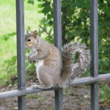 Squirrel Behind Bars