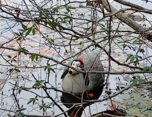 Goose Decoy with Dog Head