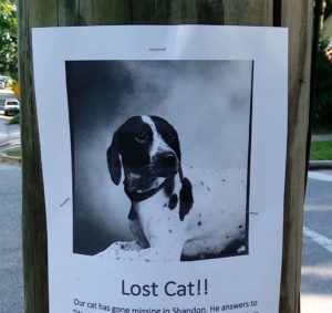 Lost Cat Poster
