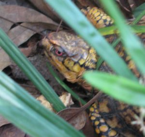 Box Turtle with Red Eye