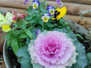 Pansies and Cabbage