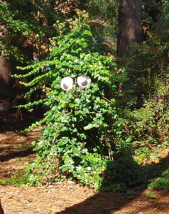 Plant Creature with Eyes
