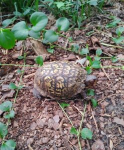 Marcelle the Box Turtle