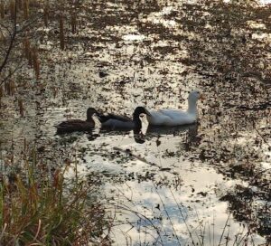 White Duck and Two Mallards