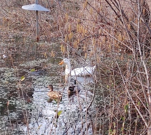 White Duck and Two Mallards