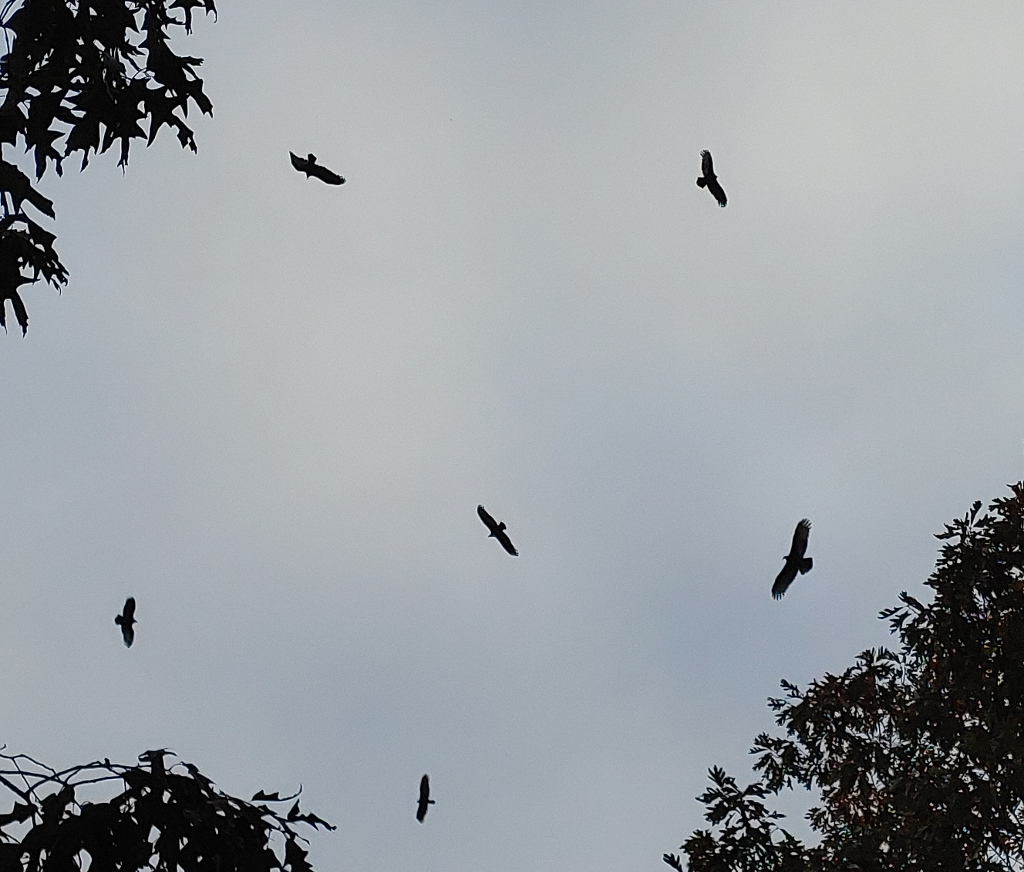 Buzzards Circling
