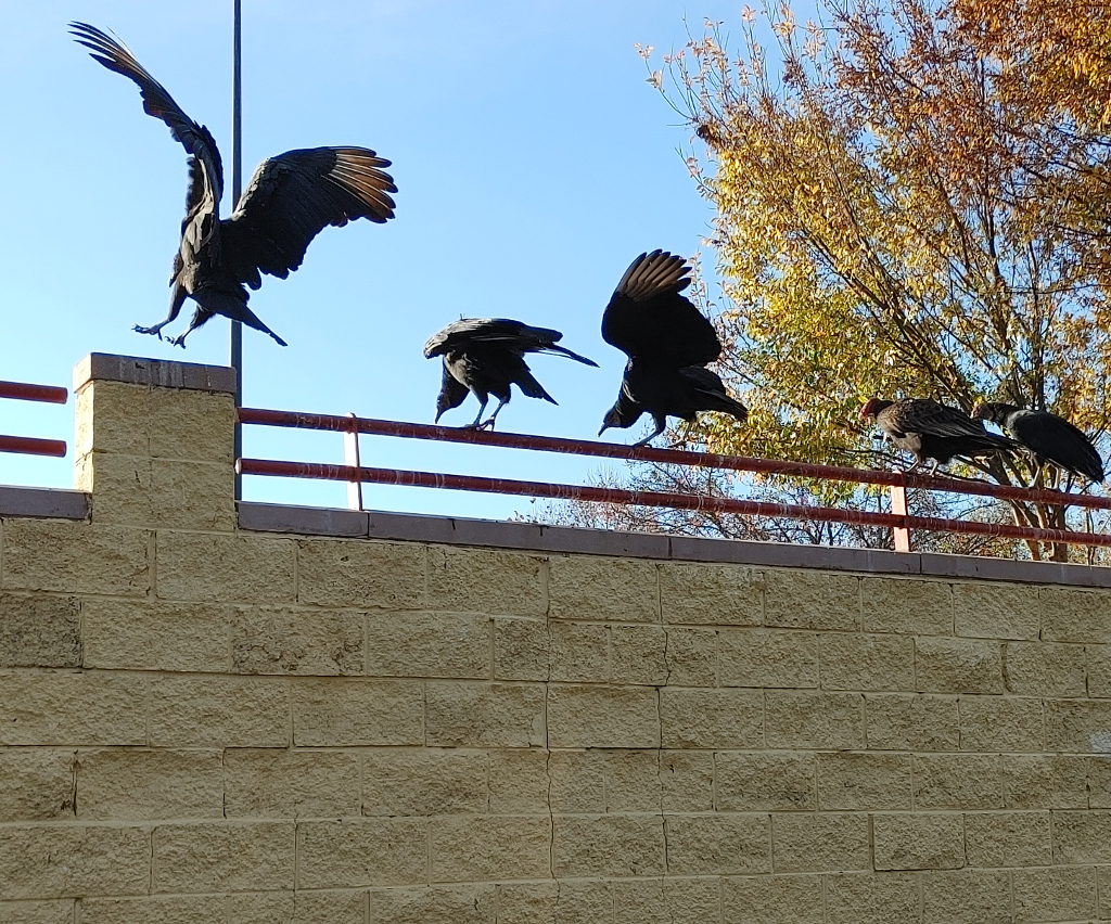Buzzards on a Railing