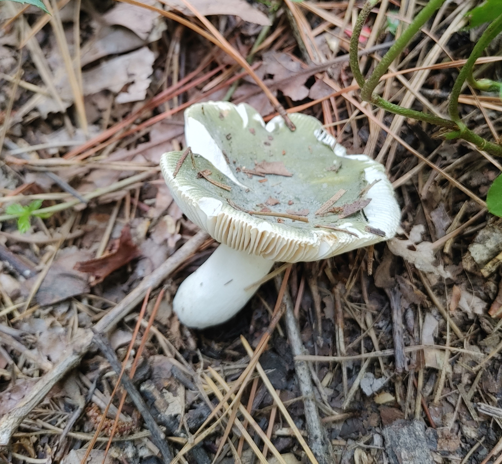 Dusky Green Mushroom