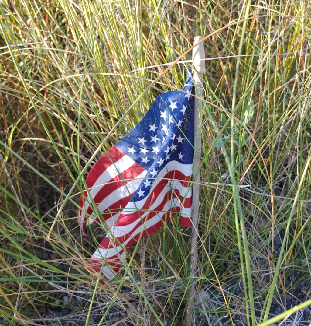 American Flag in Marsh Grass