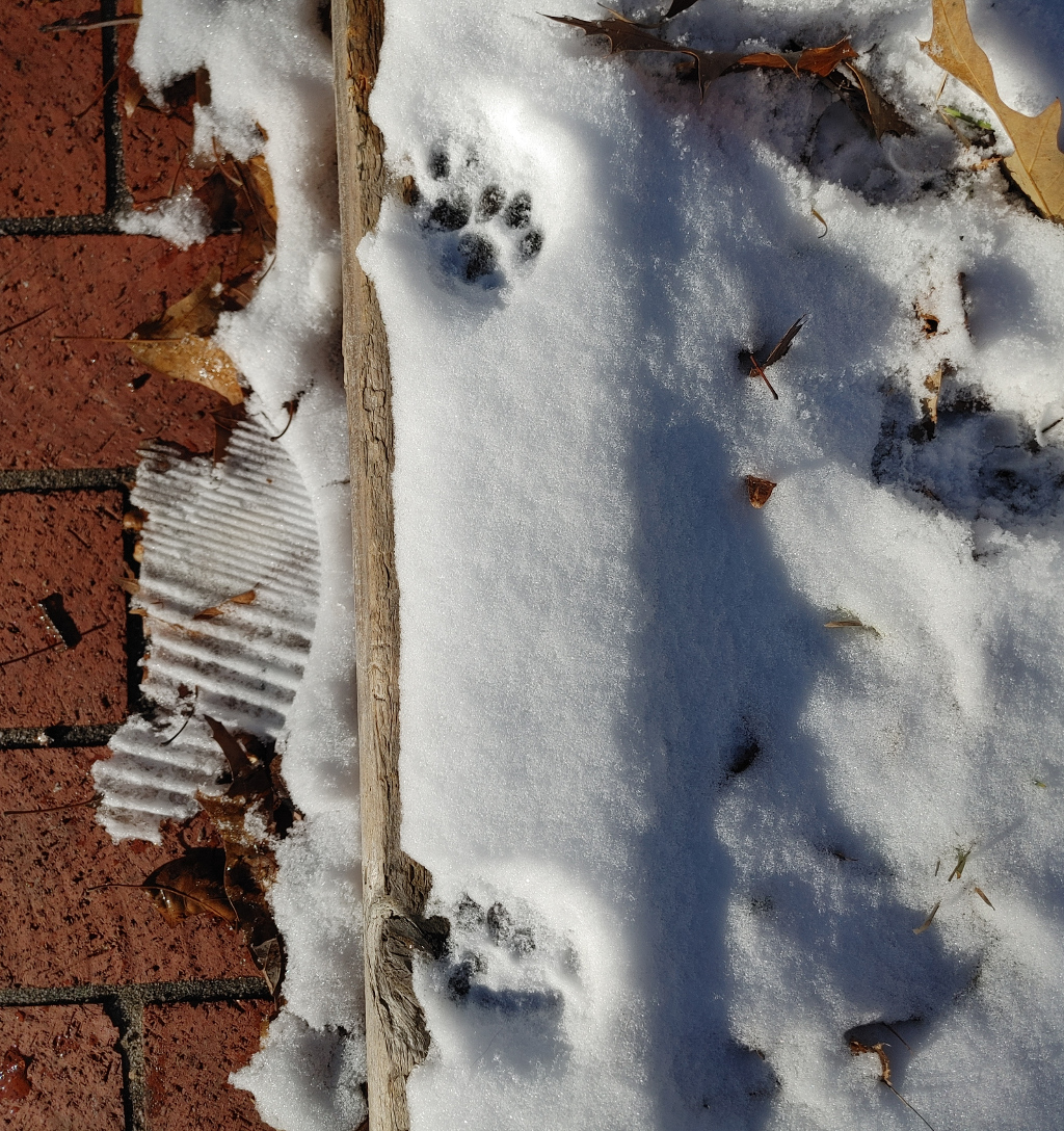 Tiny Pawprints in Snow