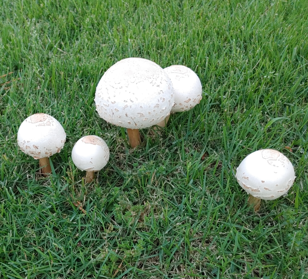 Puffy White Mushrooms