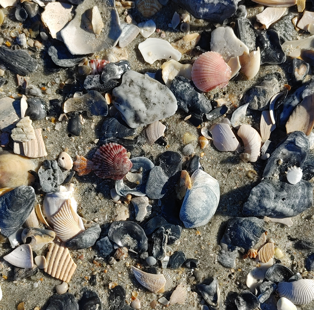 Shells on Beach