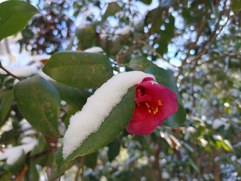 Snow Covered Camellia