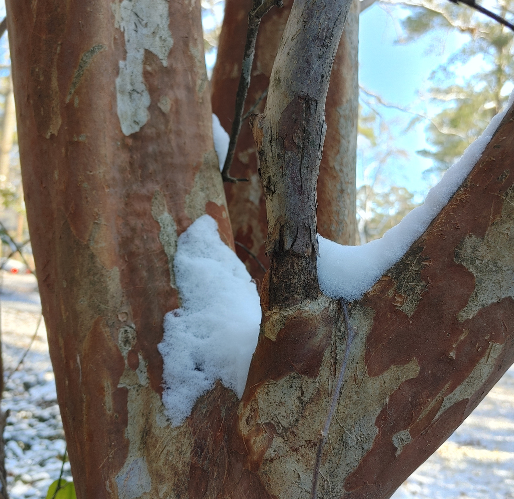 Snow on Crape Myrtle Tree