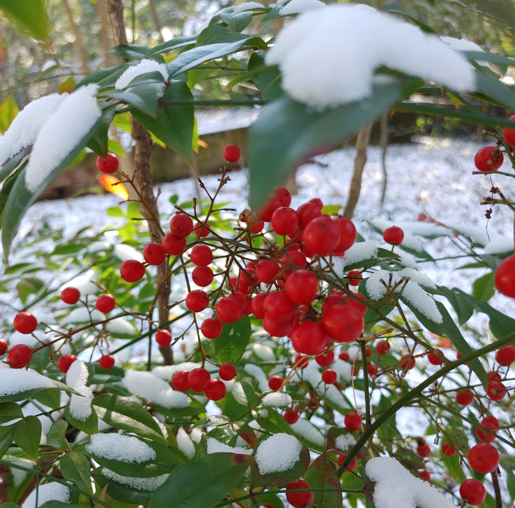Snow on Nandina Bush with Berries