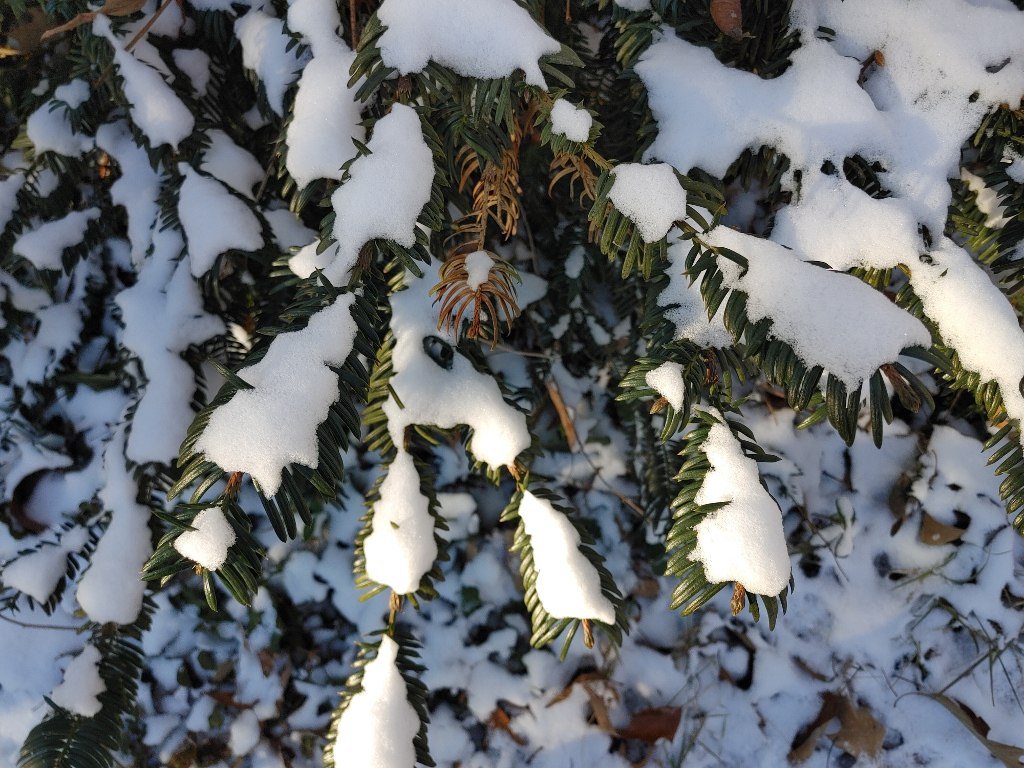 Snow-Covered Yew