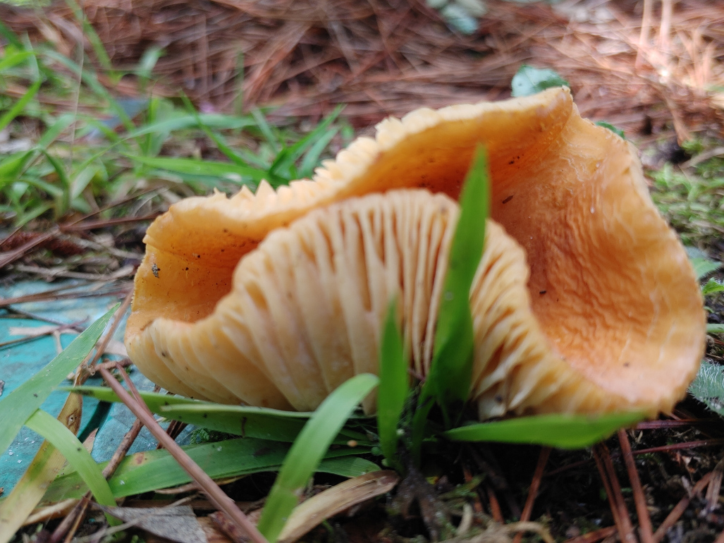 Wavy Brown Mushroom
