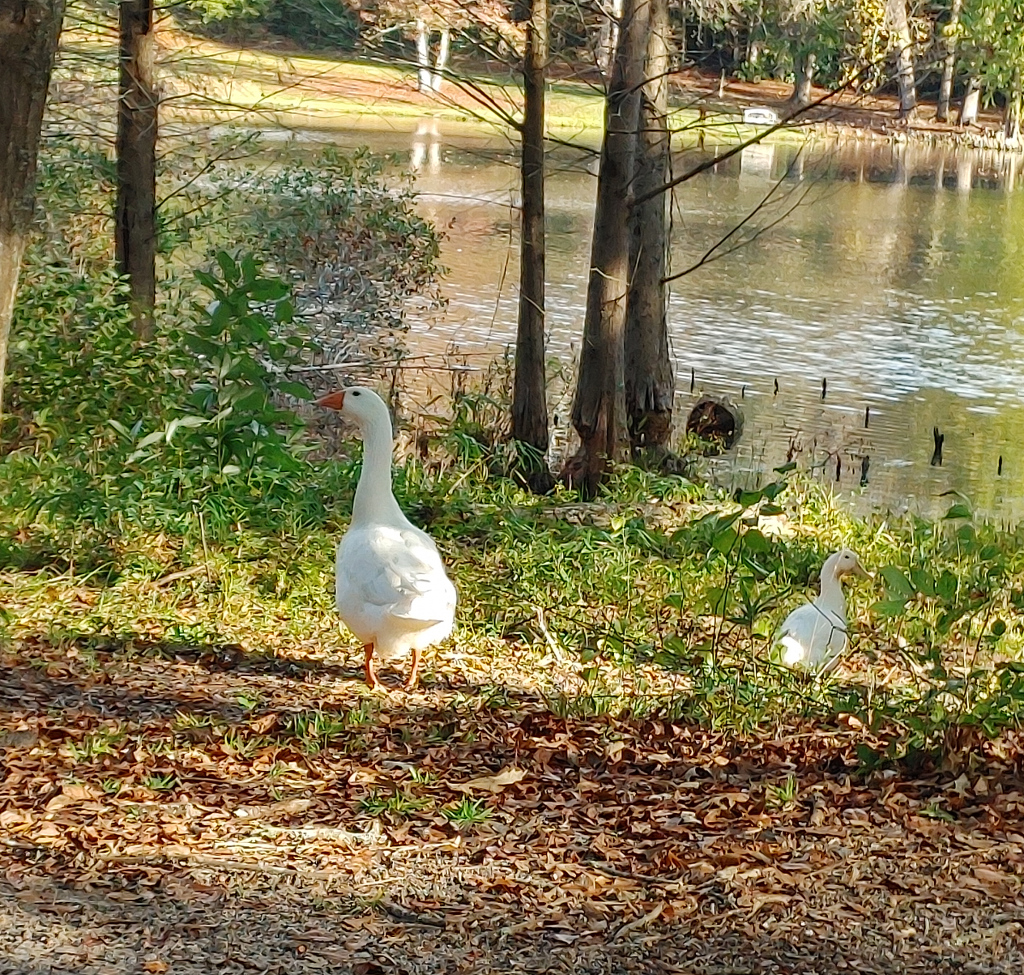 White Goose and White Duck