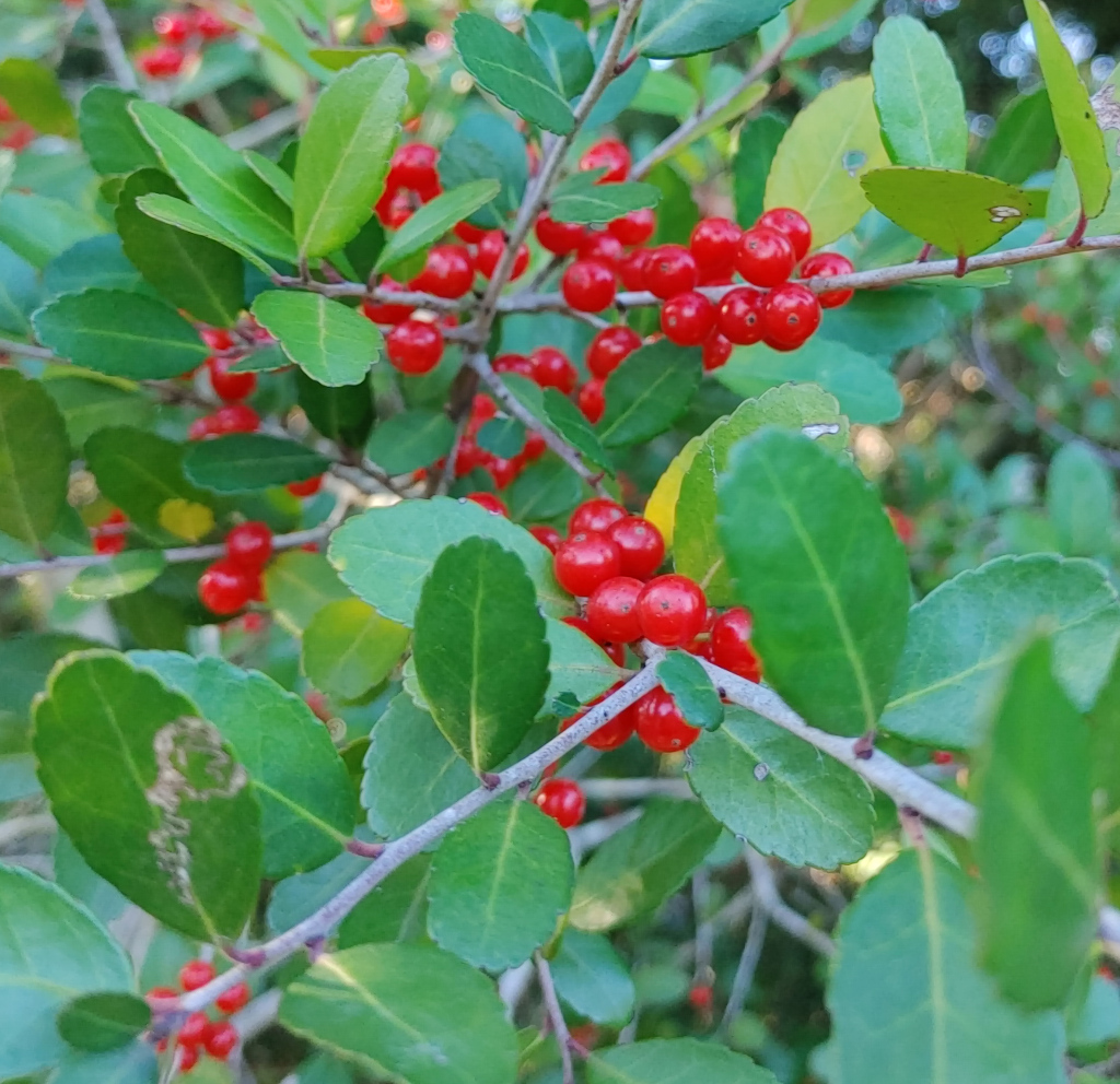 Yaupon Berries
