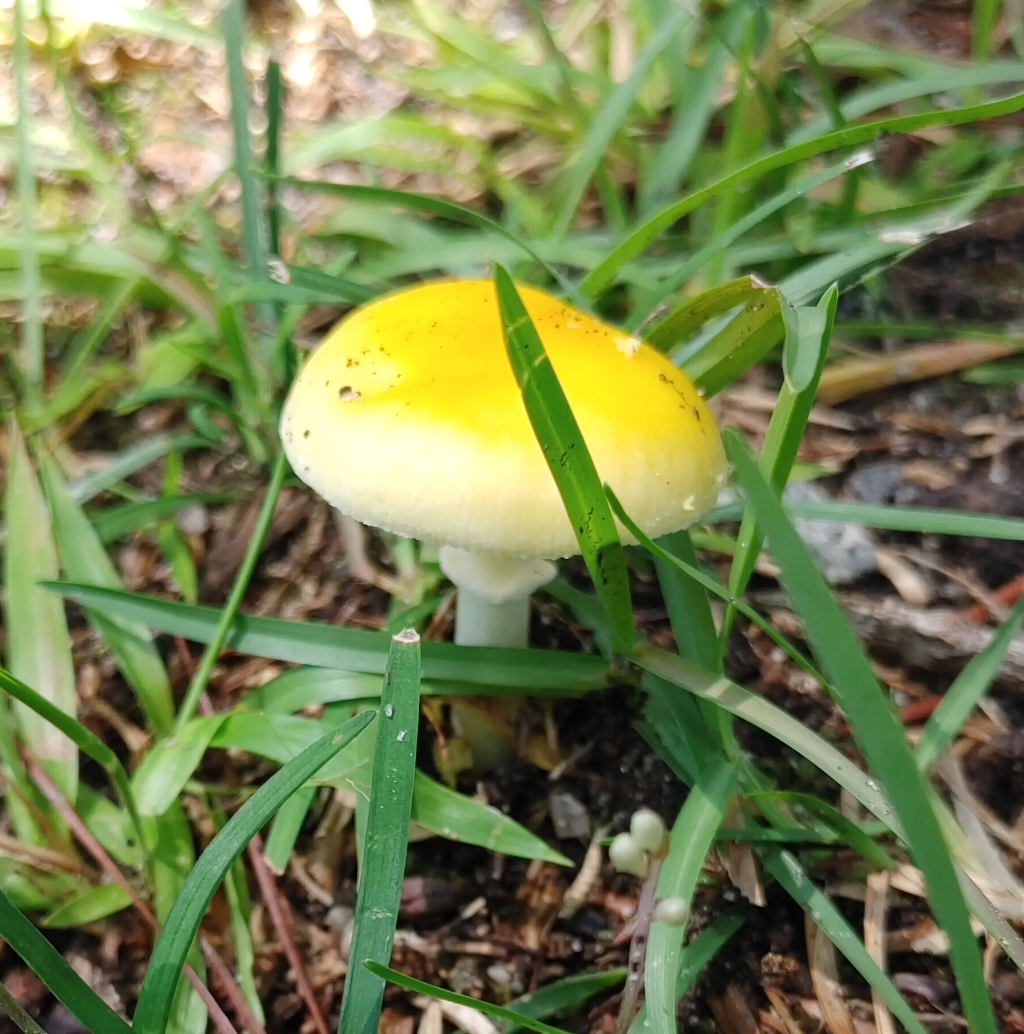 Yellow Mushroom